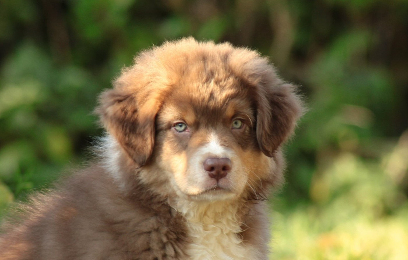 Of Luna's Farm - Chiots disponibles - Berger Australien