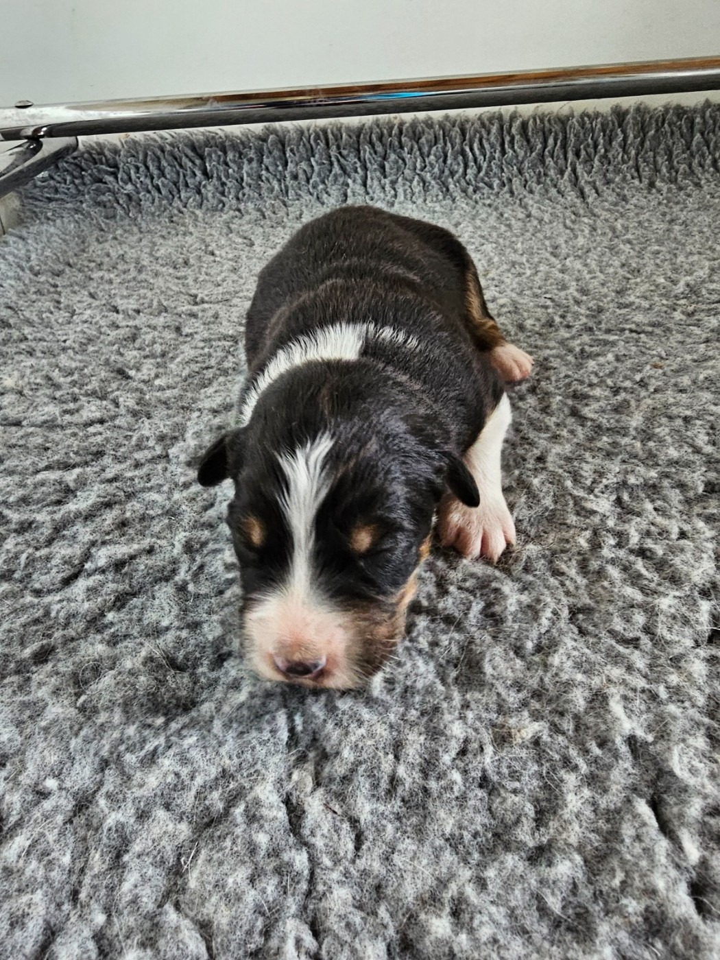 Of Luna's Farm - Chiots disponibles - Berger Australien