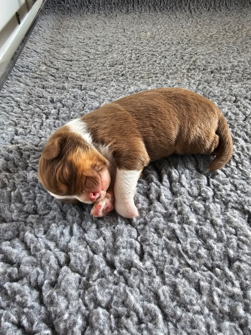 Of Luna's Farm - Chiots disponibles - Berger Australien