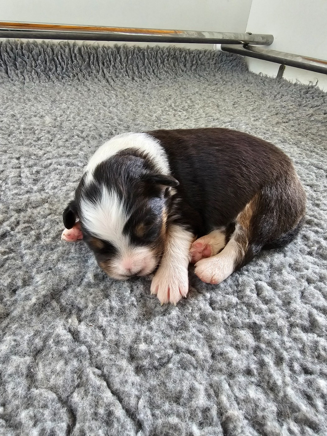 Of Luna's Farm - Chiots disponibles - Berger Australien