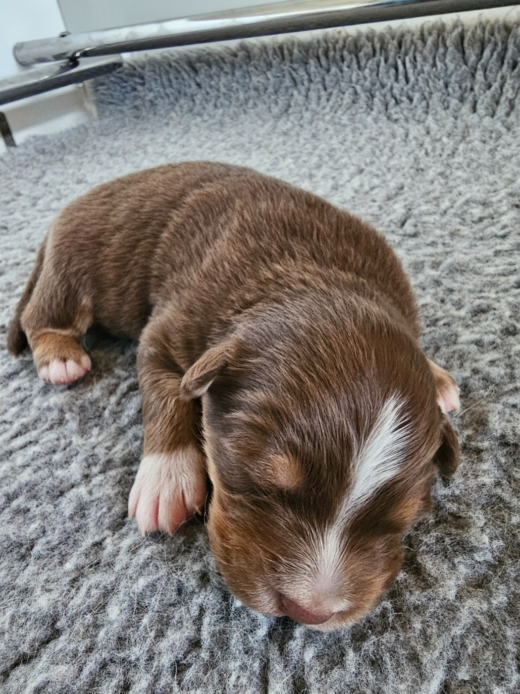 Of Luna's Farm - Chiots disponibles - Berger Australien