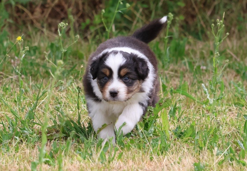 Of Luna's Farm - Chiots disponibles - Berger Australien