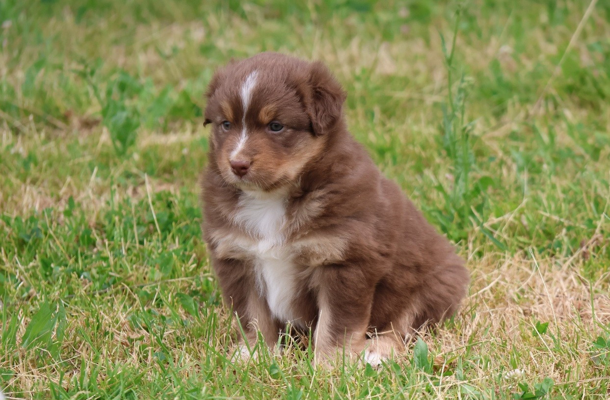 Of Luna's Farm - Chiots disponibles - Berger Australien