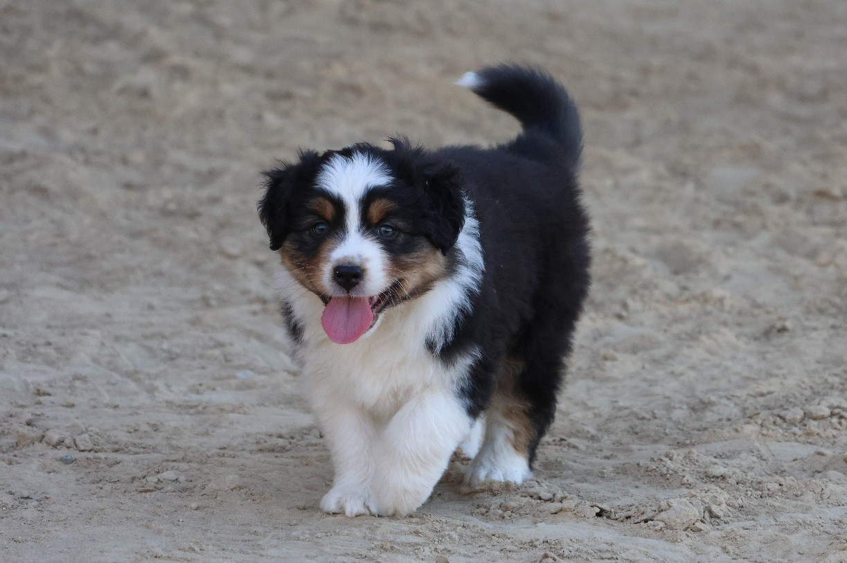 Of Luna's Farm - Chiots disponibles - Berger Australien