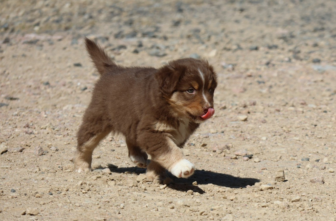Of Luna's Farm - Chiots disponibles - Berger Australien