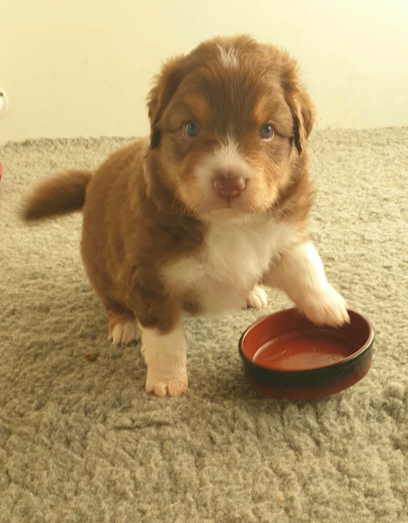 Of Luna's Farm - Chiots disponibles - Berger Australien