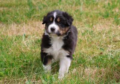 CHIOT 1