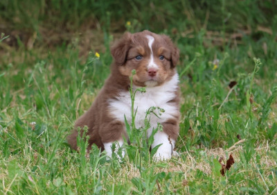 CHIOT 2