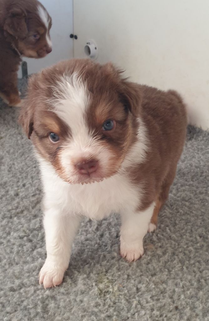 Of Luna's Farm - Chiots disponibles - Berger Australien