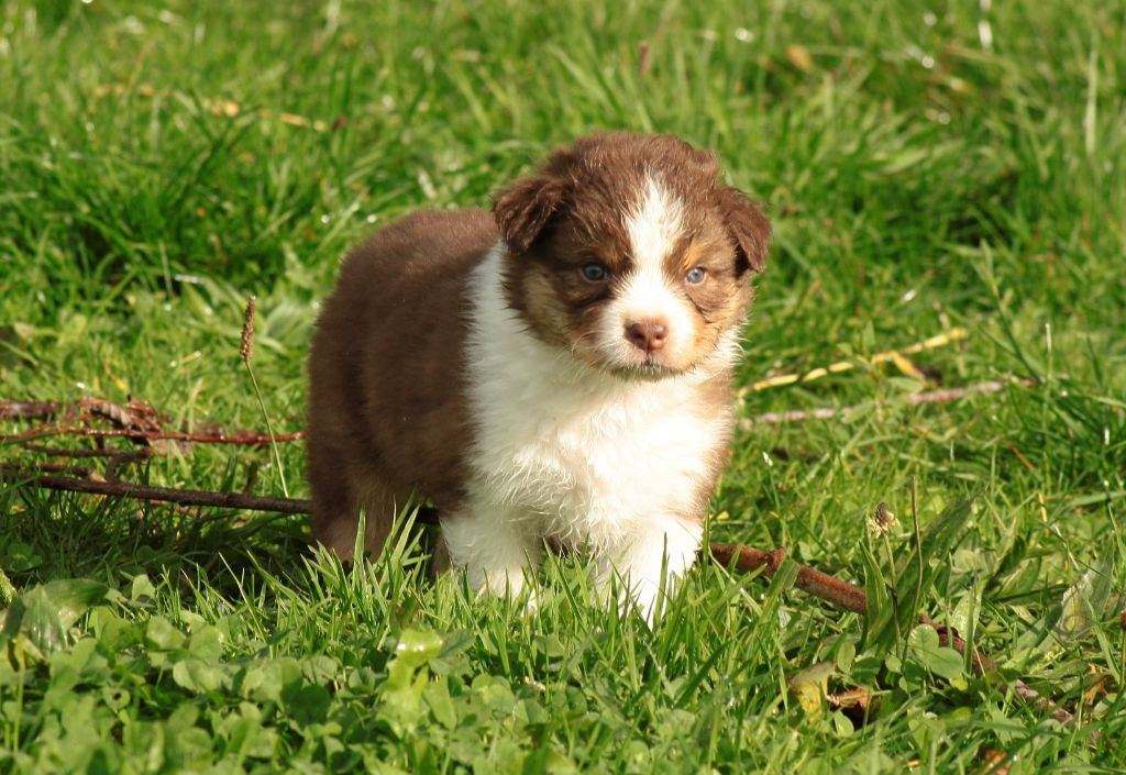Of Luna's Farm - Chiots disponibles - Berger Australien