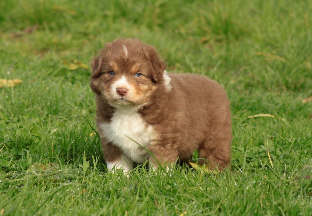 Of Luna's Farm - Chiots disponibles - Berger Australien