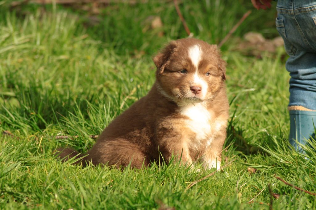 Of Luna's Farm - Berger Australien - Portée née le 26/09/2025